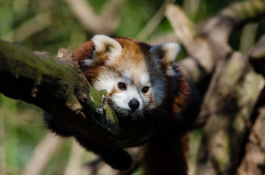 Cute Red Panda Resting on Tree Branch