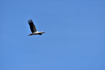White Stork Flying Against Clear Blue Sky