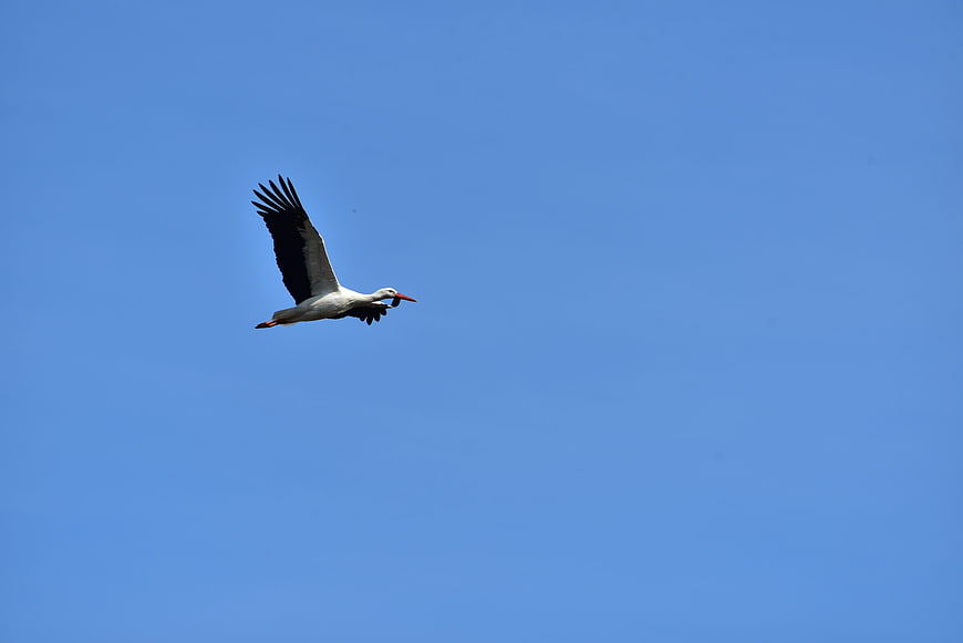 White Stork Flying Against Clear Blue Sky