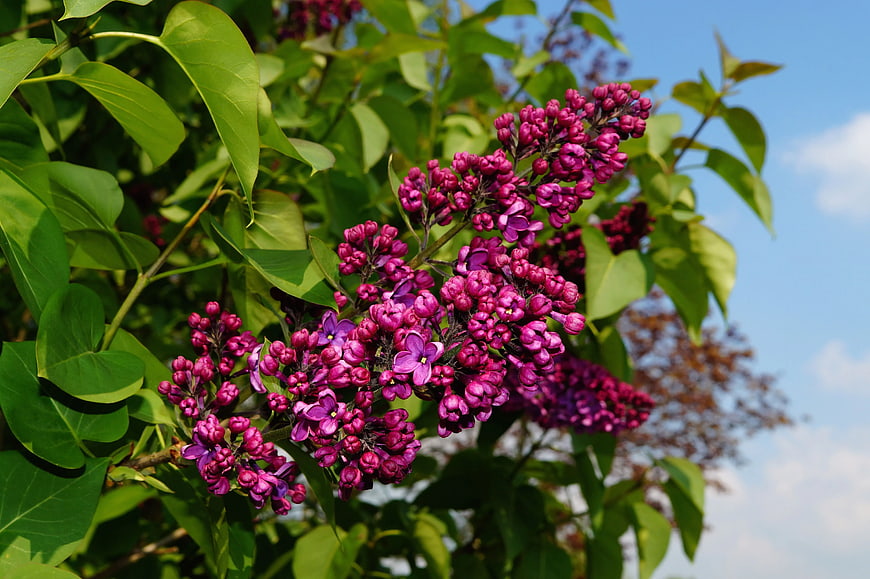 Vibrant Purple Lilac Blooms Against Blue Sky