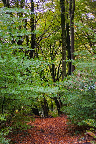 Autumn forest path with green canopy and fallen leaves