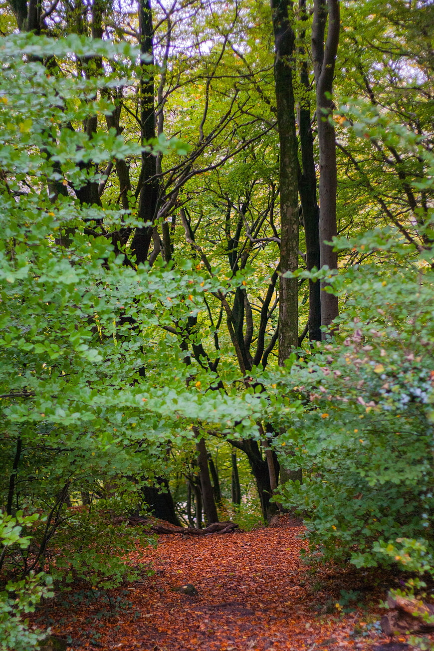 Autumn forest path with green canopy and fallen leaves