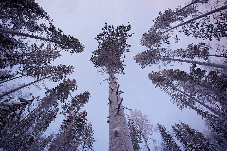 Low angle view of snow-covered pine trees in winter forest