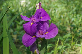Vibrant Purple Louisiana Iris Flower in Green Garden