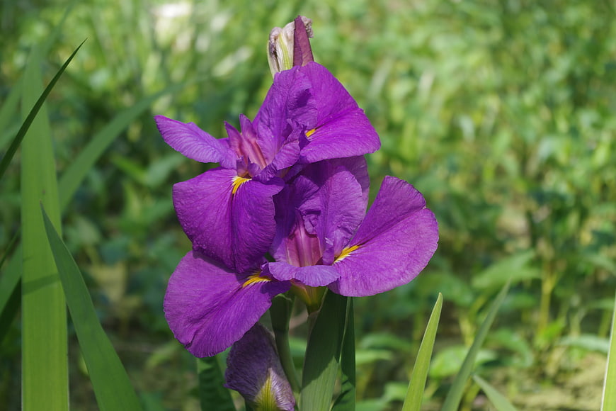 Vibrant Purple Louisiana Iris Flower in Green Garden