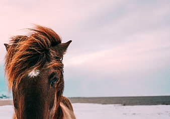 Close-up of a brown horse with a white star on a snowy beach