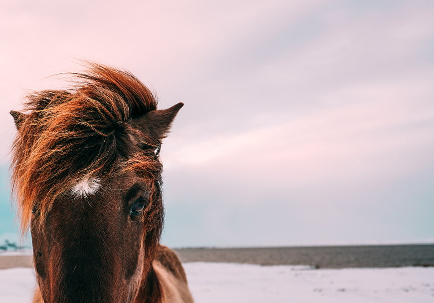 Close-up of a brown horse with a white star on a snowy beach