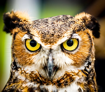 Close-up portrait of an eagle owl with intense yellow eyes