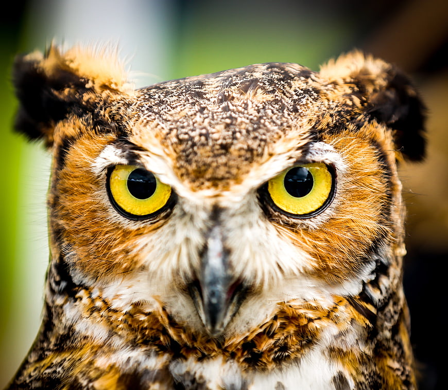 Close-up portrait of an eagle owl with intense yellow eyes