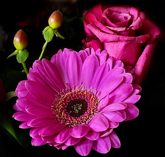 Vibrant Pink Gerbera Daisy and Rose on Black Background