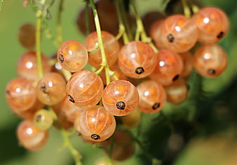 Close-up of ripe white currants hanging on a vine
