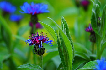 Close-up of vibrant blue cornflower in green field
