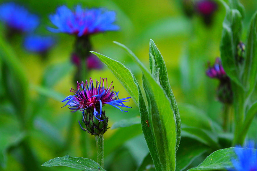 Close-up of vibrant blue cornflower in green field