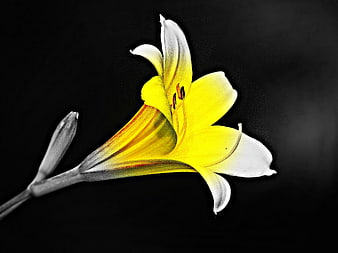 Yellow lily flower with black and white background