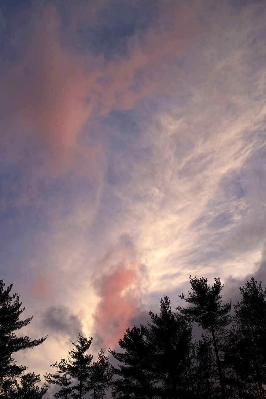 Silhouetted Pine Trees Against Pink and Blue Cloudy Sky