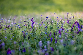 Purple wildflowers blooming in a green meadow field
