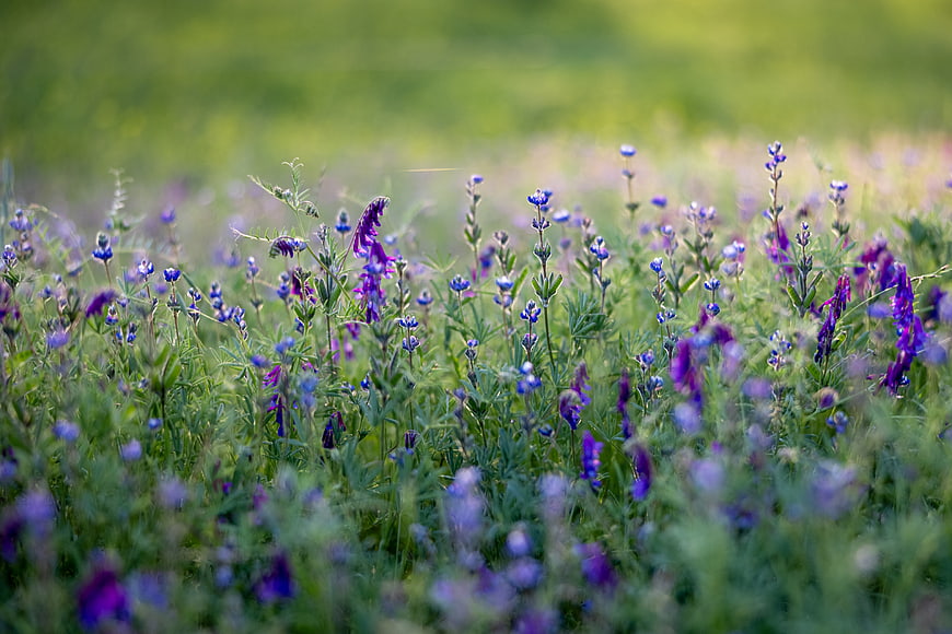 Purple wildflowers blooming in a green meadow field