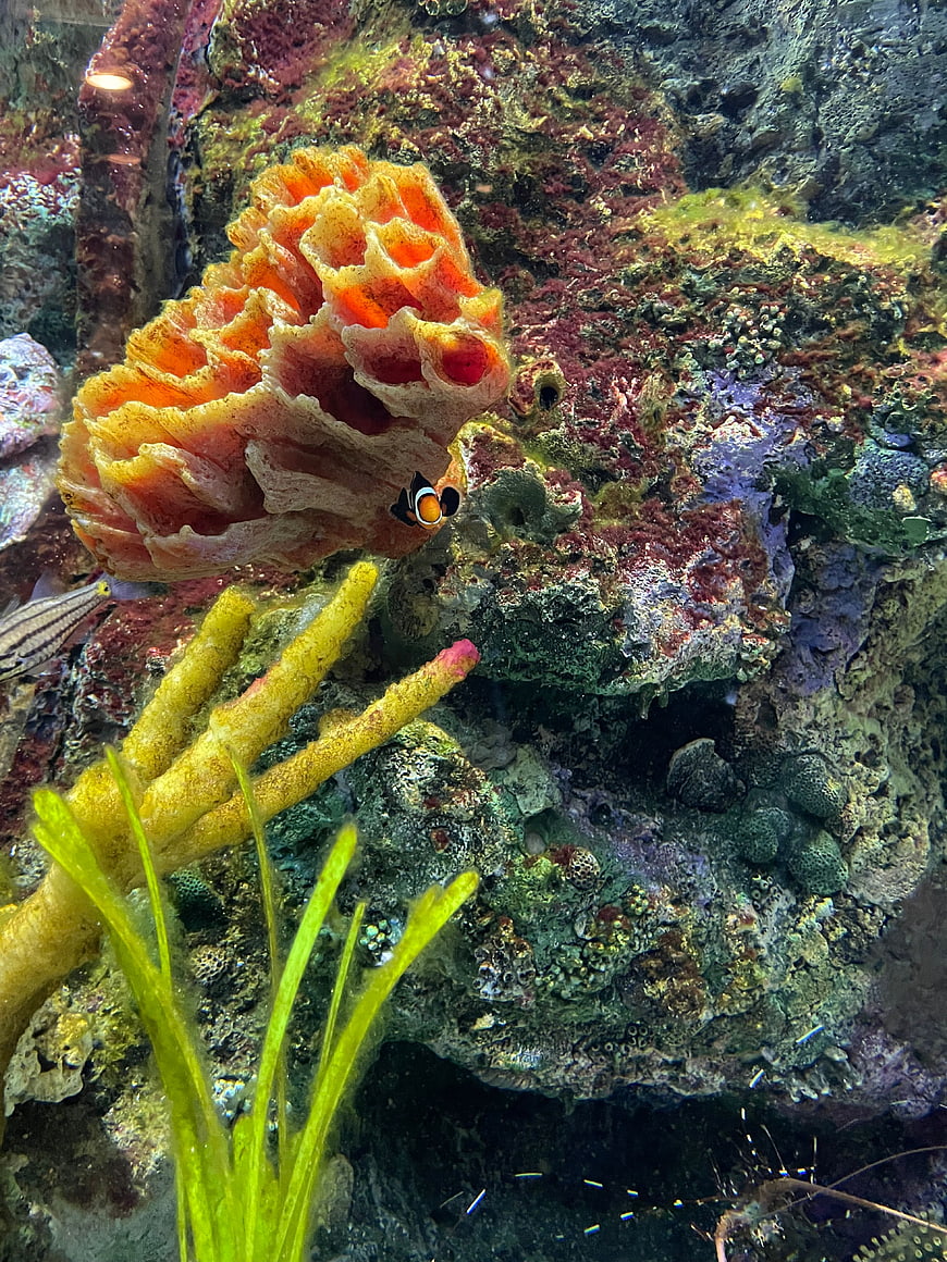 Clownfish Hiding in Orange Sponge Reef Aquarium
