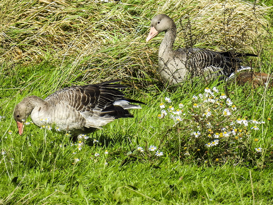 Two Greylag Geese Grazing in Green Meadow