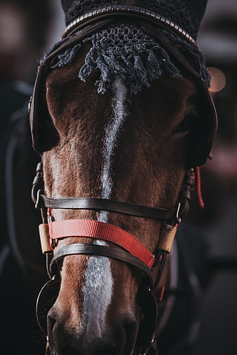 Close-up Portrait of Brown Horse with Bridle and White Stripe