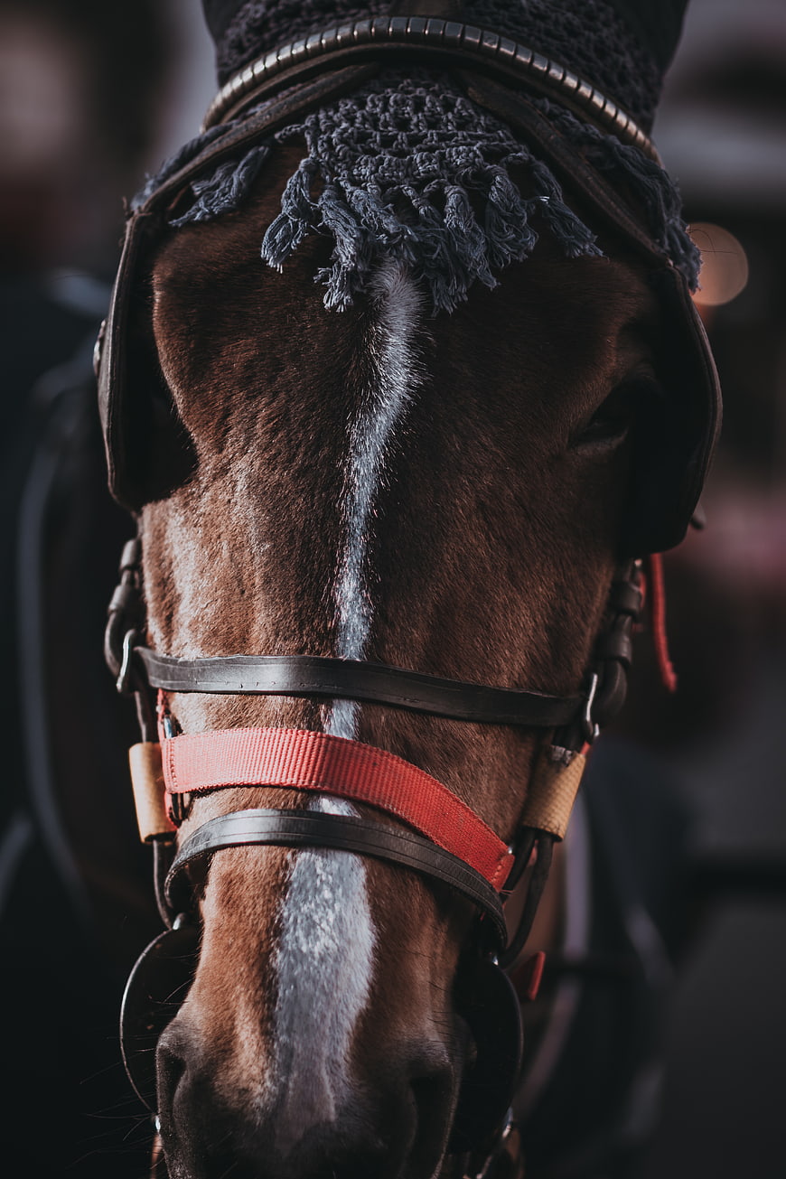 Close-up Portrait of Brown Horse with Bridle and White Stripe