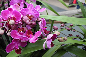 Vibrant Pink Phalaenopsis Orchids in Bloom