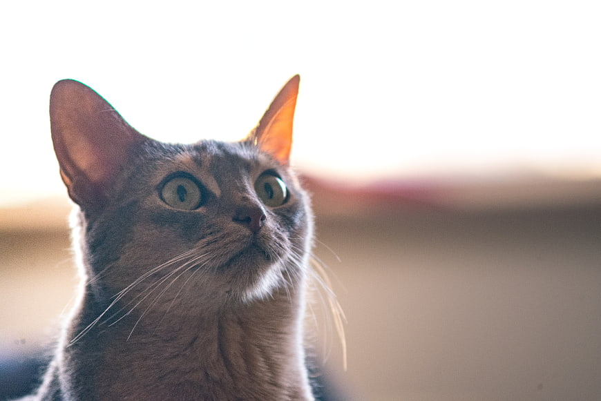Close-up of a gray cat looking up with wide eyes