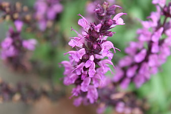 Close-up of purple salvia flowers with blurred green background