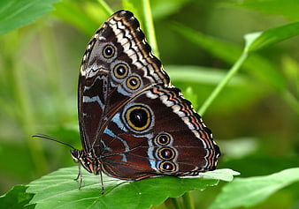 Close-up of Blue Morpho Butterfly on Green Leaf