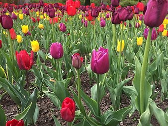Vibrant Red, Purple, and Yellow Tulips in a Garden