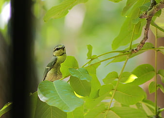 Small Green Bird Perched on Tree Branch in Forest