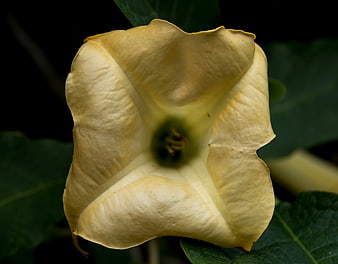 Close-up of a pale yellow angel's trumpet flower bloom