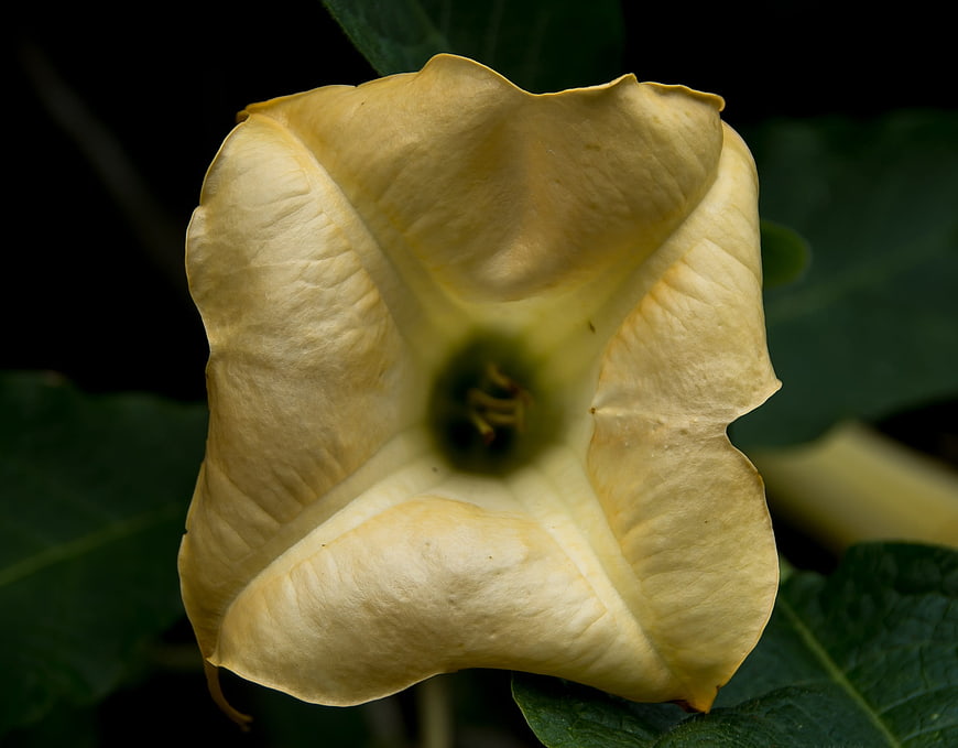 Close-up of a pale yellow angel's trumpet flower bloom