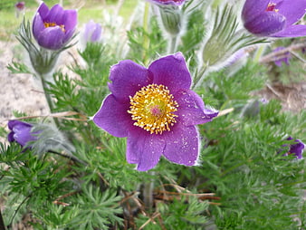 Close-up of purple pasque flower with yellow center
