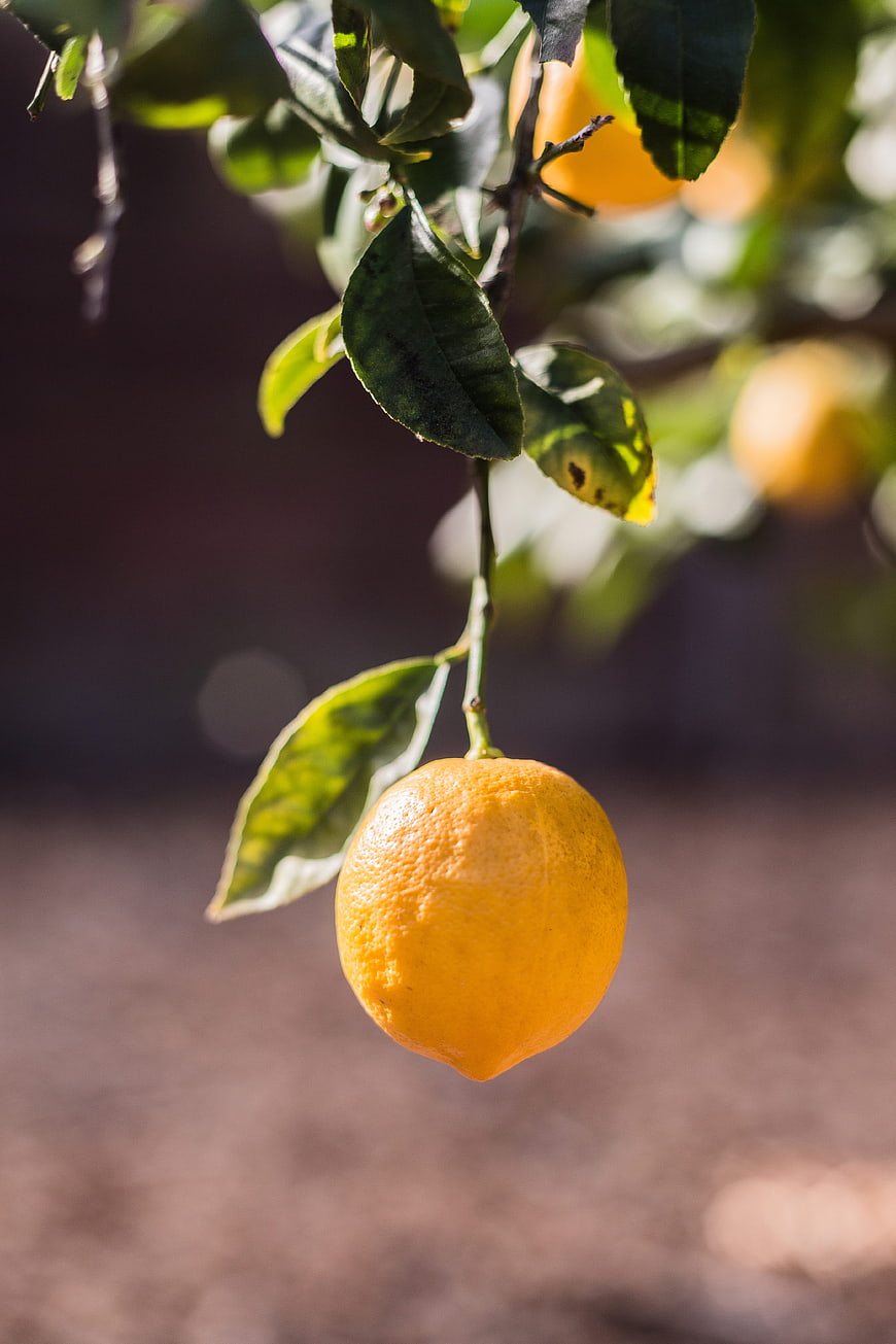 Fresh Lemon Hanging on Tree Branch in Sunlight