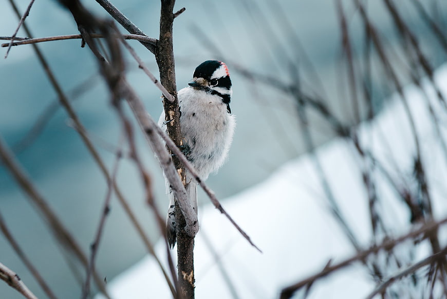 Downy Woodpecker perched on a branch in winter