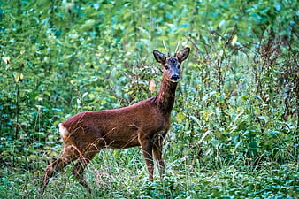 Wild Roe Deer Standing in Green Forest Undergrowth