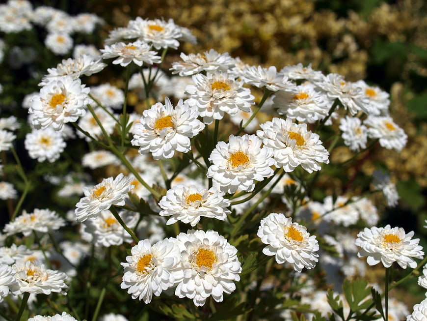 White Chrysanthemums with Yellow Centers in Sunlight