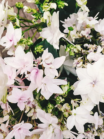 Close-up of white and pink hydrangea flowers