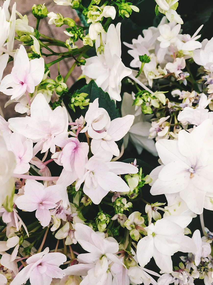 Close-up of white and pink hydrangea flowers