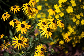 Vibrant Yellow Black-Eyed Susans in a Garden