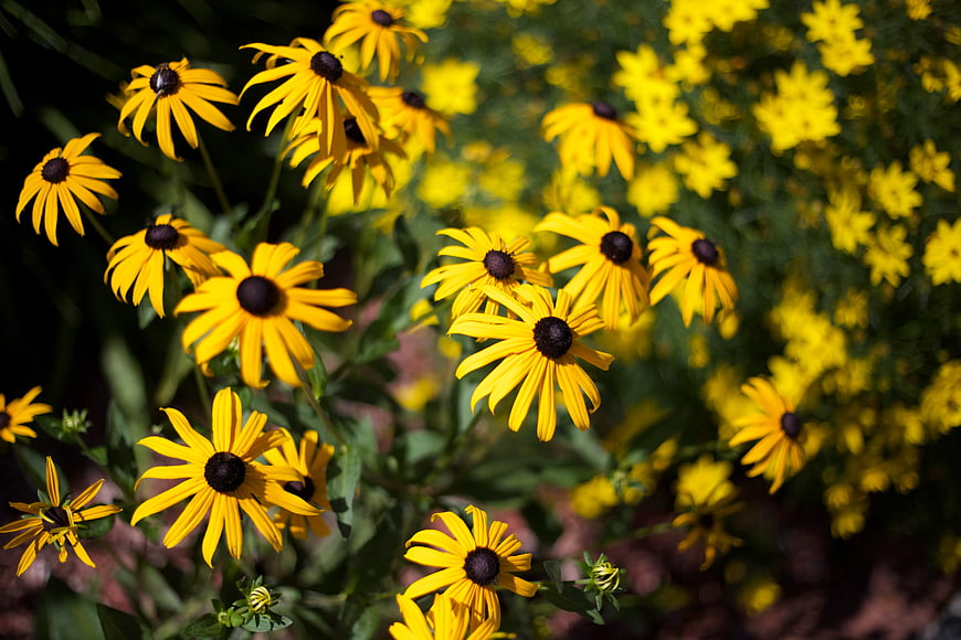 Vibrant Yellow Black-Eyed Susans in a Garden