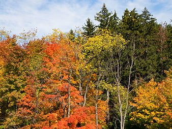 Vibrant Autumn Forest with Red and Yellow Trees