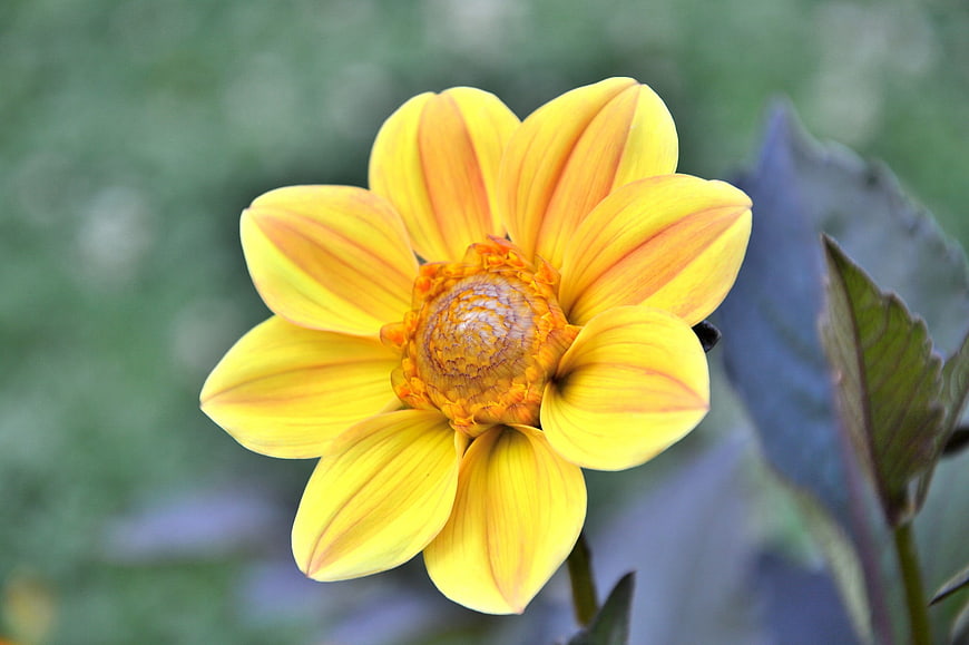 Close-up of a vibrant yellow dahlia flower with orange stripes