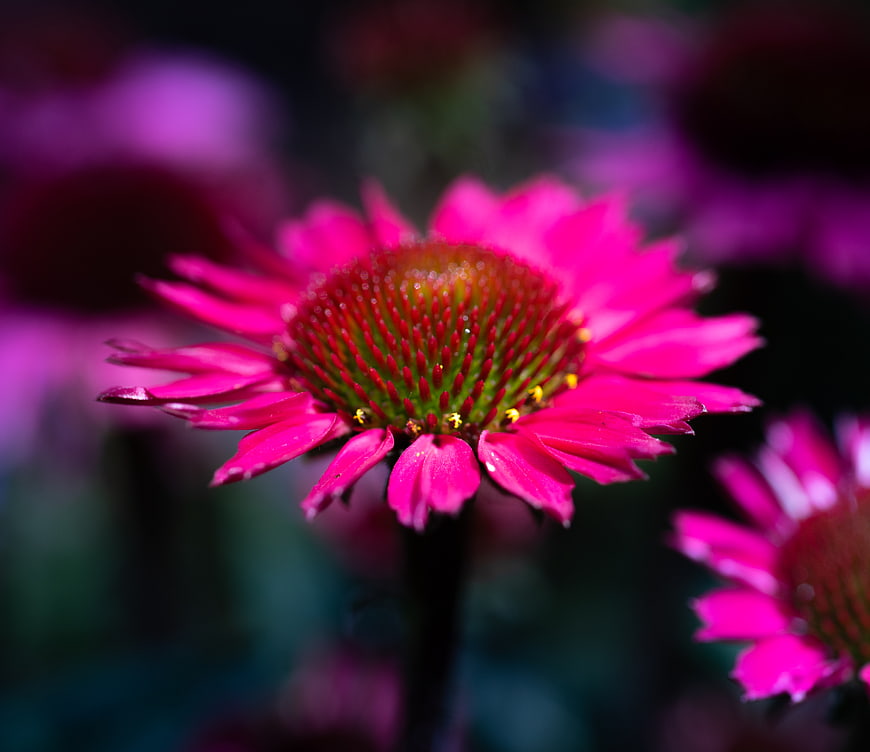 Vibrant Pink Echinacea Flower Close-Up