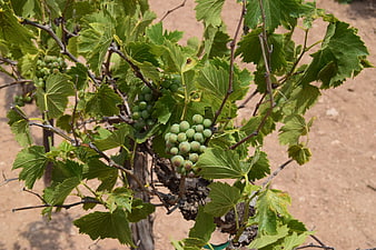Green Grapes Growing on Vine in Vineyard