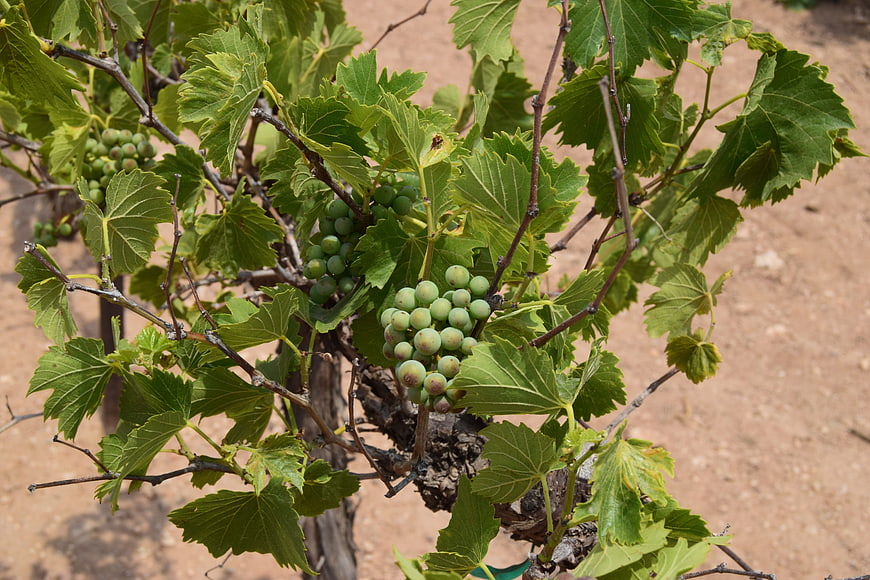 Green Grapes Growing on Vine in Vineyard