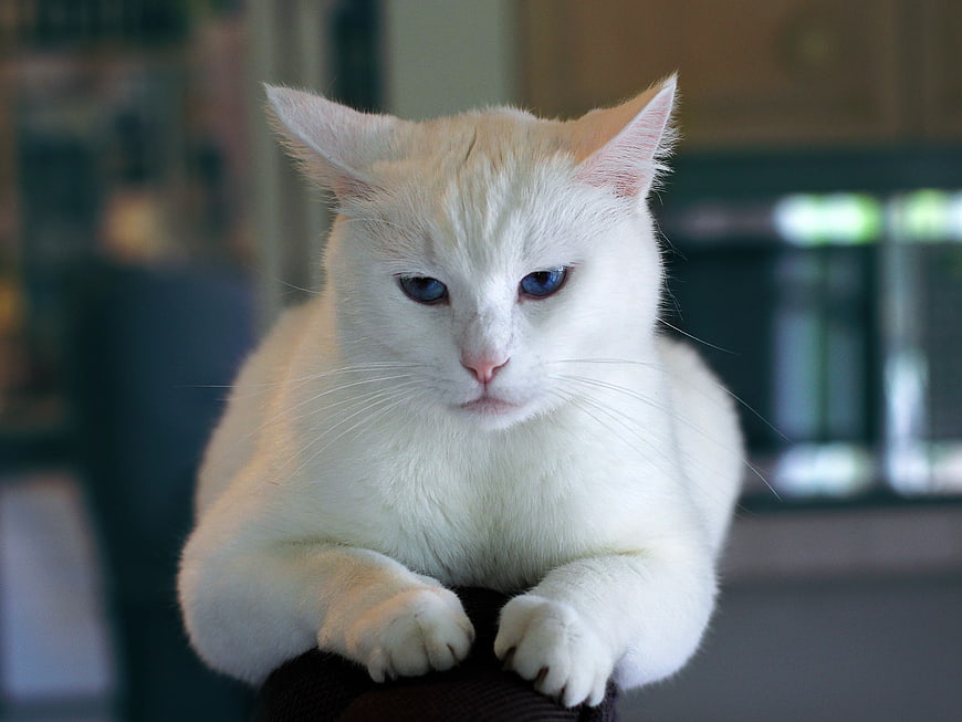 White Cat with Blue Eyes Resting on Furniture