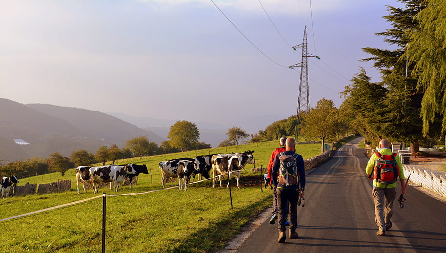 Hikers walking past cows on a rural road in autumn