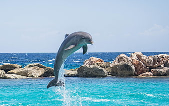 Dolphin Jumping Out of Turquoise Water Near Rocks